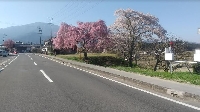 馬籠宿の桜の様子